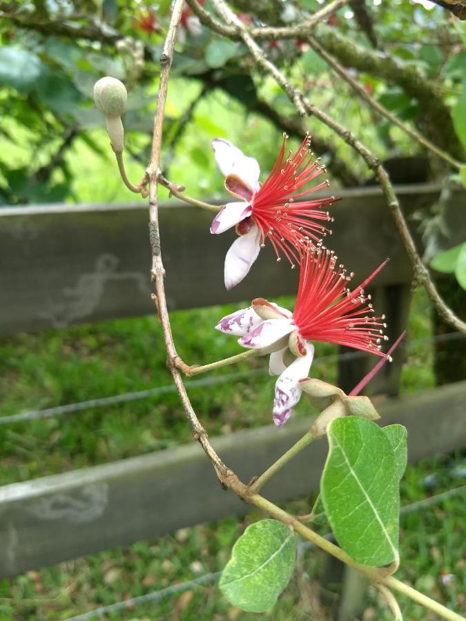 Chales Manaca Da Serra อูรูบิซิ ภายนอก รูปภาพ